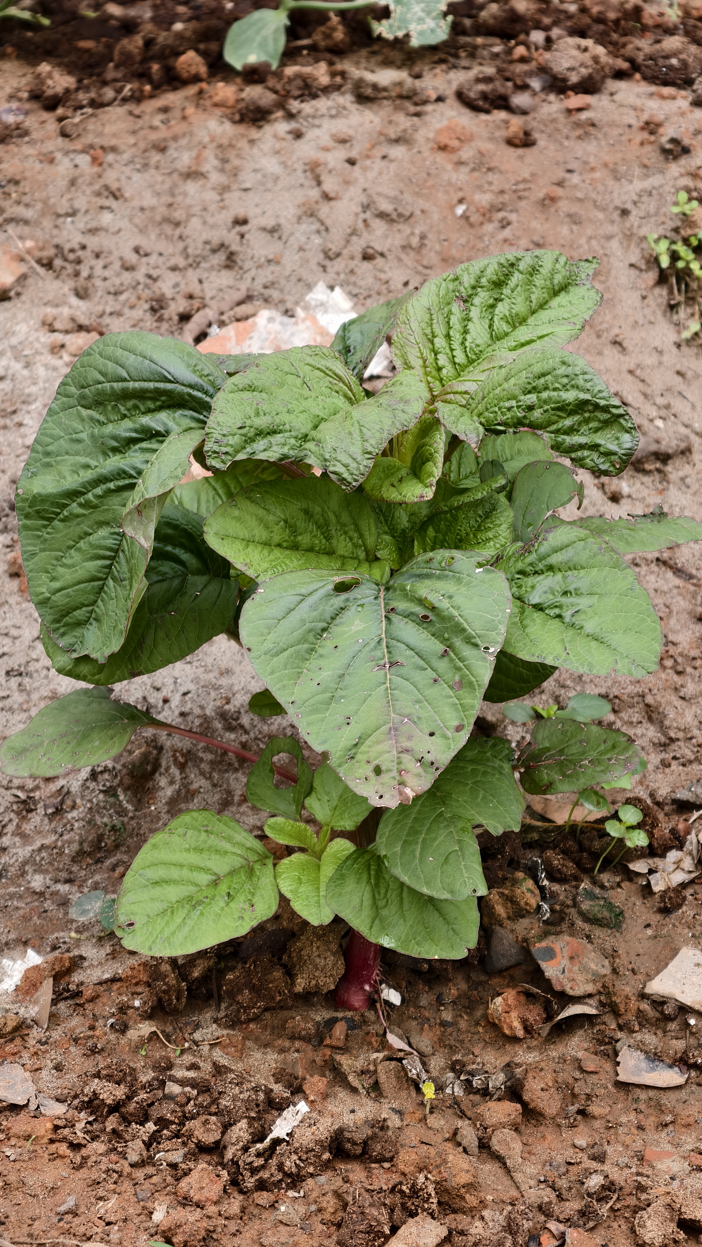 A young plant with broad, green, slightly textured leaves is growing from the ground, surrounded by brown soil and small pieces of debris.