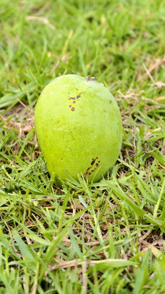 A single round green mango with small dark spots sits on a patch of bright green grass in an outdoor setting.