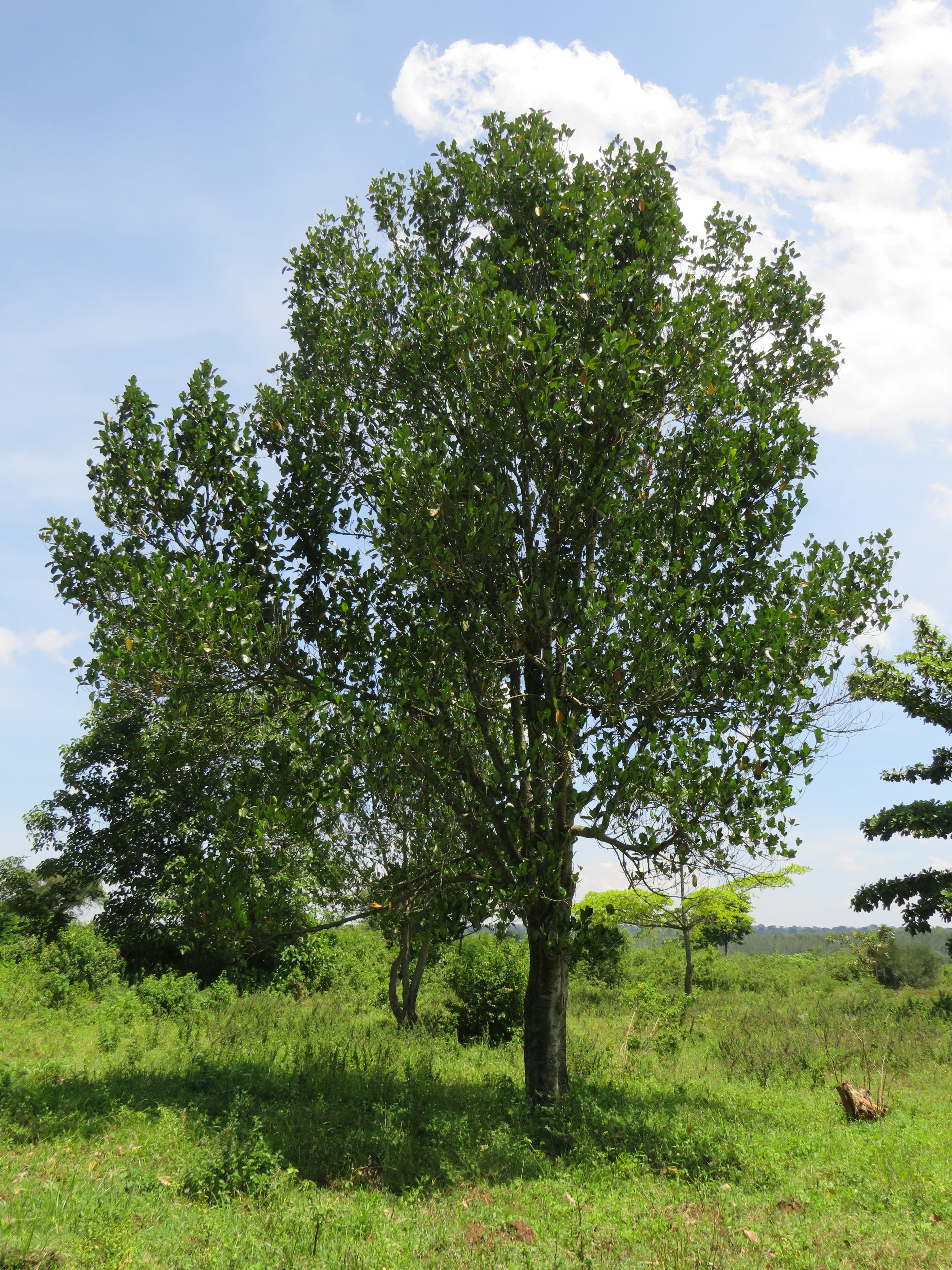 A Jackfruit tree with a thick trunk and a dense, rounded canopy of dark green leaves stands in a grassy clearing. The surrounding area is filled with wild shrubs and distant trees under a bright blue sky with scattered clouds, capturing a typical agricultural scene in the countryside in Eastern Uganda.