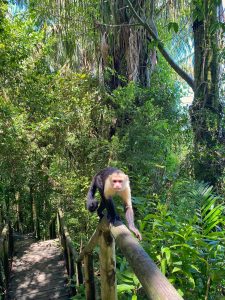 A white-faced monkey walks on a wooden railing in a tropical forest in Costa Rica, surrounded by green plants and a wooden path.