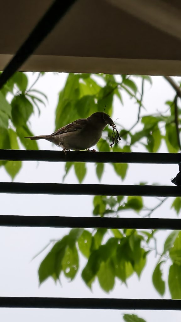 A small brown sparrow perched on a black metal railing holds dry twigs in its beak against a background of green leaves.