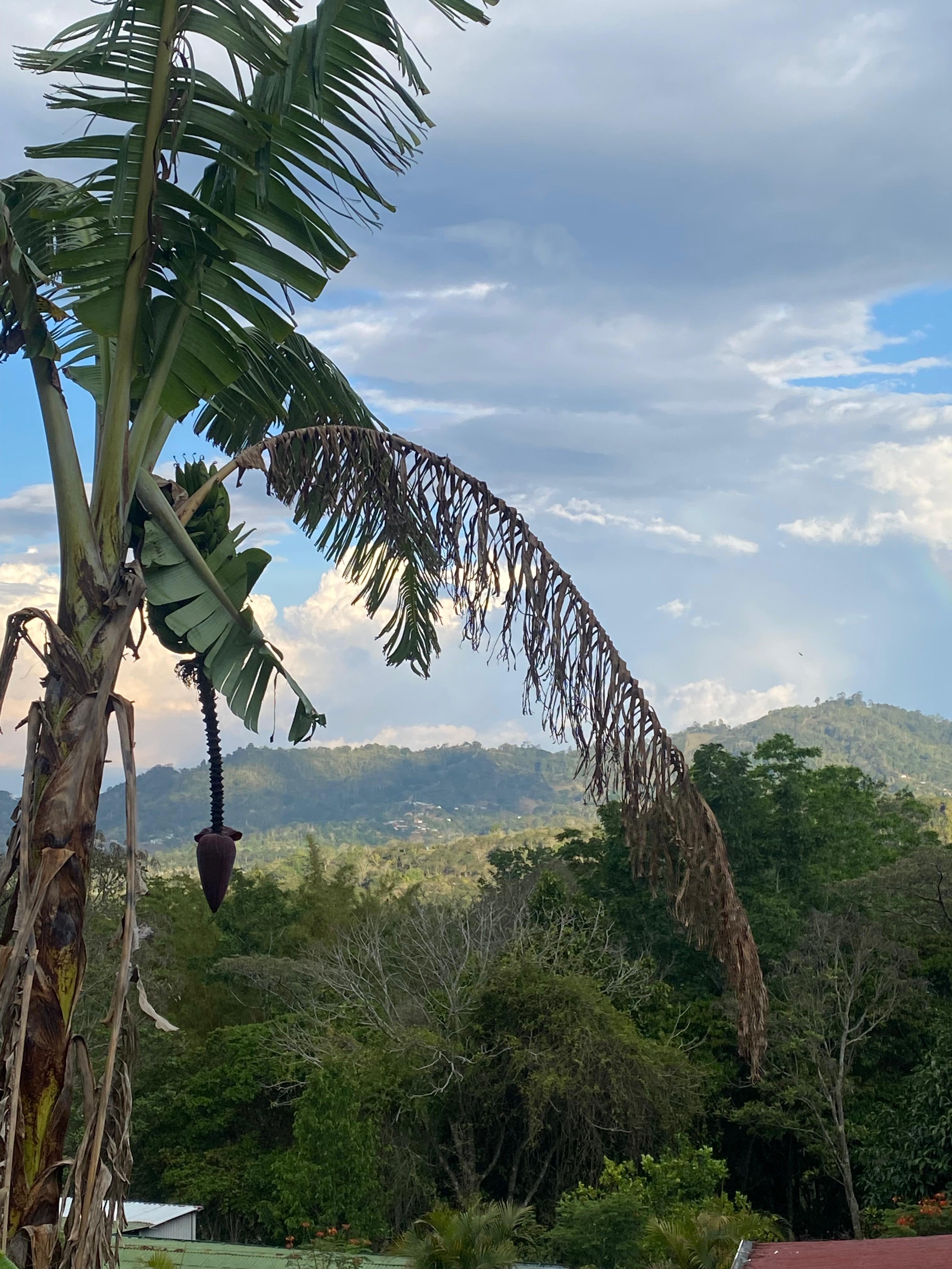 A landscape of tree-covered mountains with a cloudy sky and natural light.