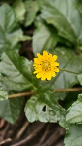 A single bright yellow wild flower with many small petals blooms among large, dark green leaves in a natural setting.
