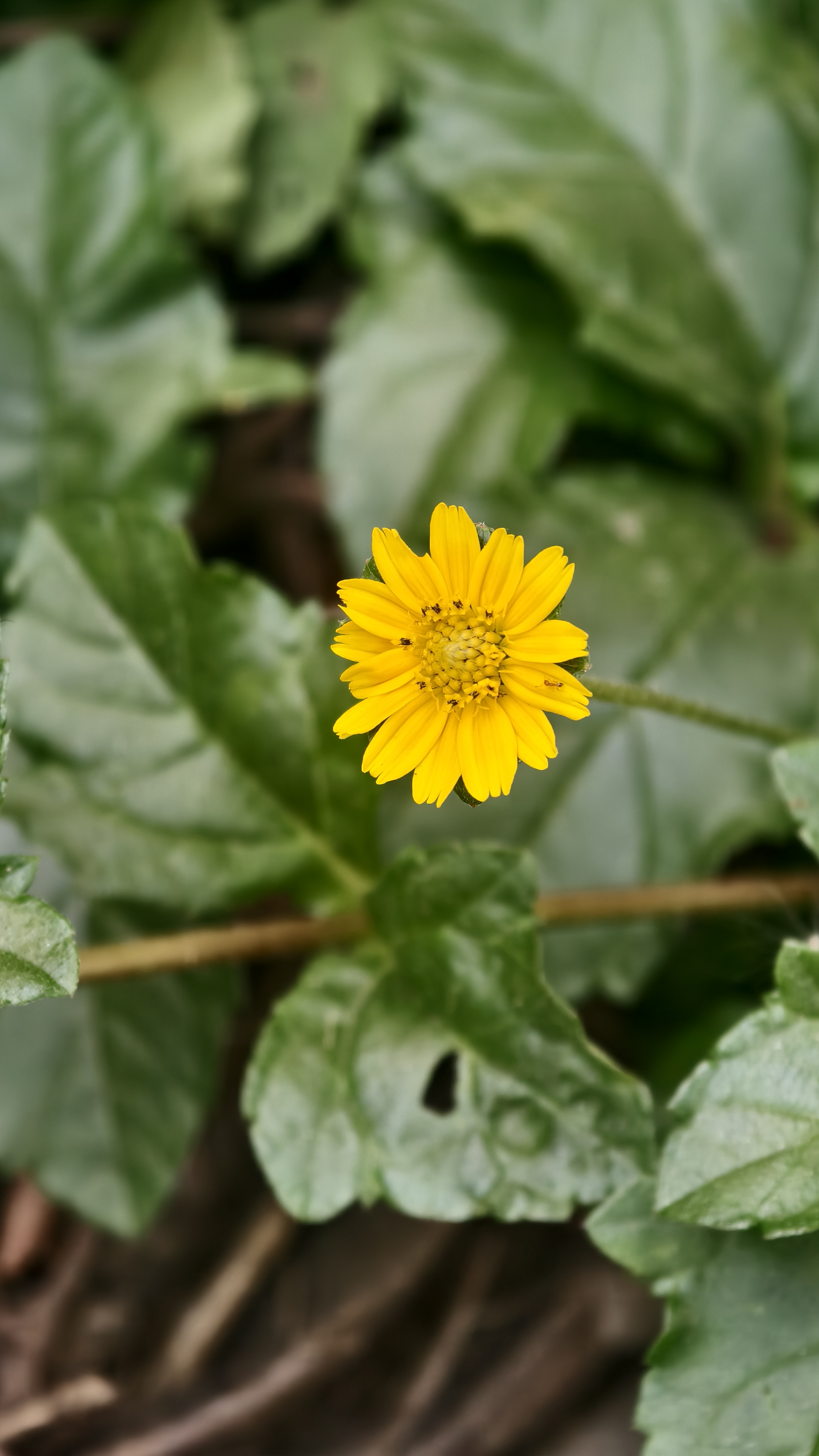 A single bright yellow wild flower with many small petals blooms among large, dark green leaves in a natural setting.