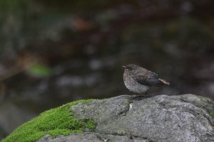 A female Plumbeous Water Redstart perched on a large rock against a soft dark background.

