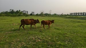 Two brown cows walk across a large green pasture with trees and unfinished concrete buildings in the background.