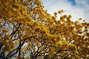 A vibrant view of a tree filled with bright yellow flowers against a backdrop of a clear sky, with sunlight filtering through the blossoms and creating a warm, cheerful atmosphere.