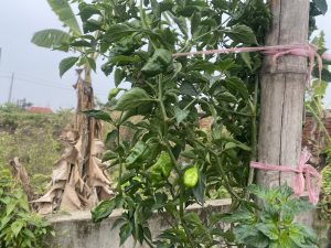 A lush green pepper plant with peppers growing, tied to a bamboo stake for support. Background shows a banana plant and a cloudy sky.
