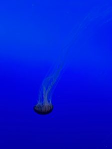 A jellyfish drifts in deep blue water with a clear bell and long, flowing tentacles.