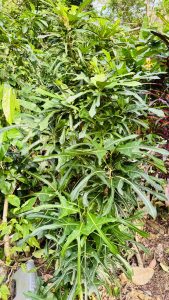 Medium shot of a lush green plant with lobed leaves and light yellow veins, surrounded by tropical greenery and forest floor debris with varied green textures.