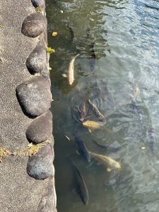 Koi fish in river beside a rock-lined sidewalk.