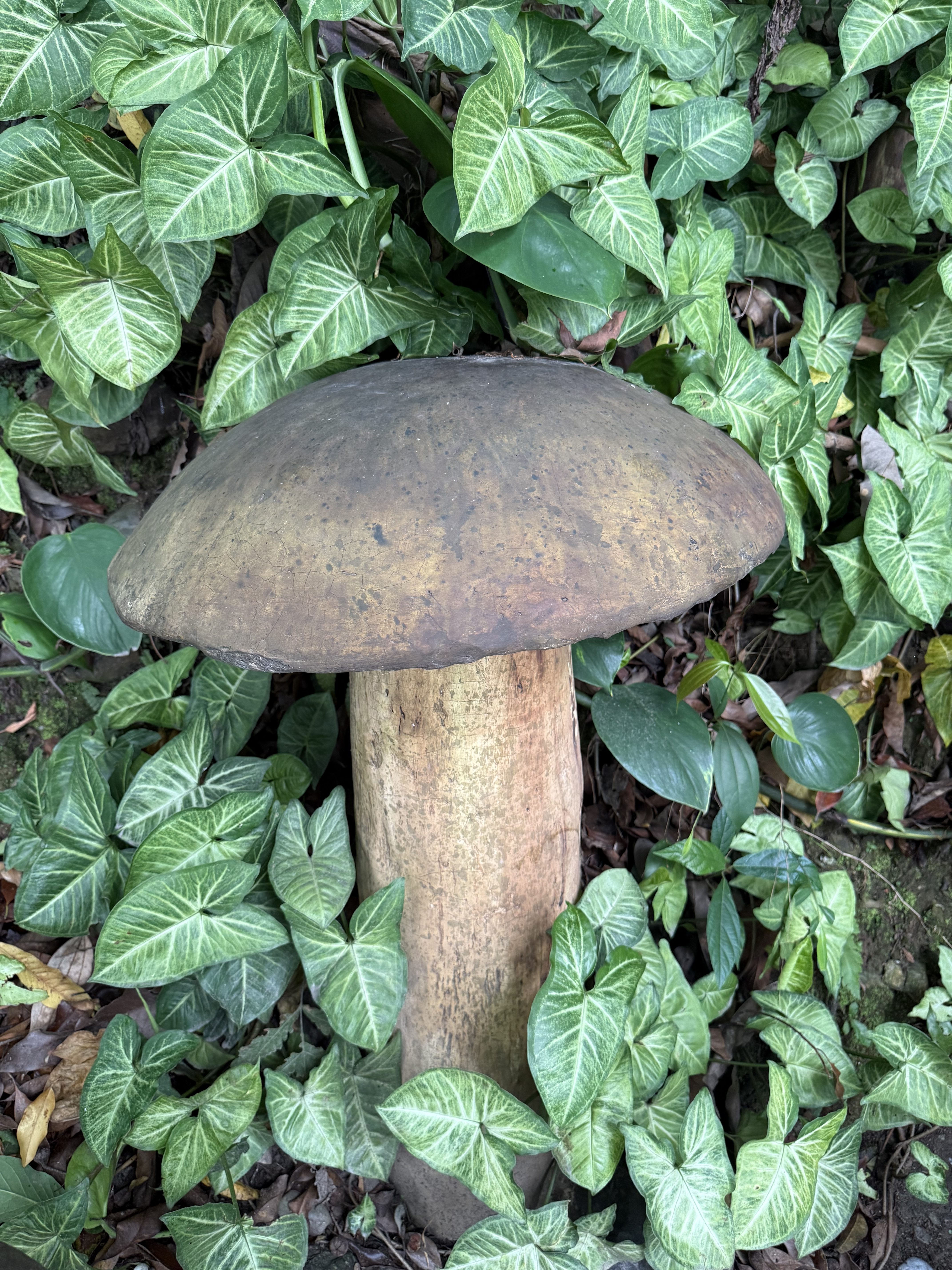 A large mushroom with a wide, brown, cap sits atop a thick, cylindrical stem surrounded by lush green leaves with prominent white veins.