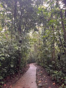Winding path through lush rainforest with dense foliage and soft filtered light.