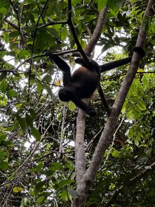 Se puede ver un mono agarrado de un palo en el parque nacional Cahuita – Costa Rica
