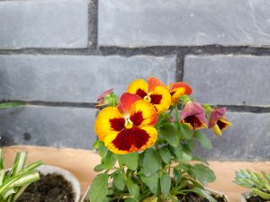 A close-up of vibrant, multicolored pansy flowers featuring yellow petals with red markings, growing against a textured gray stone wall.