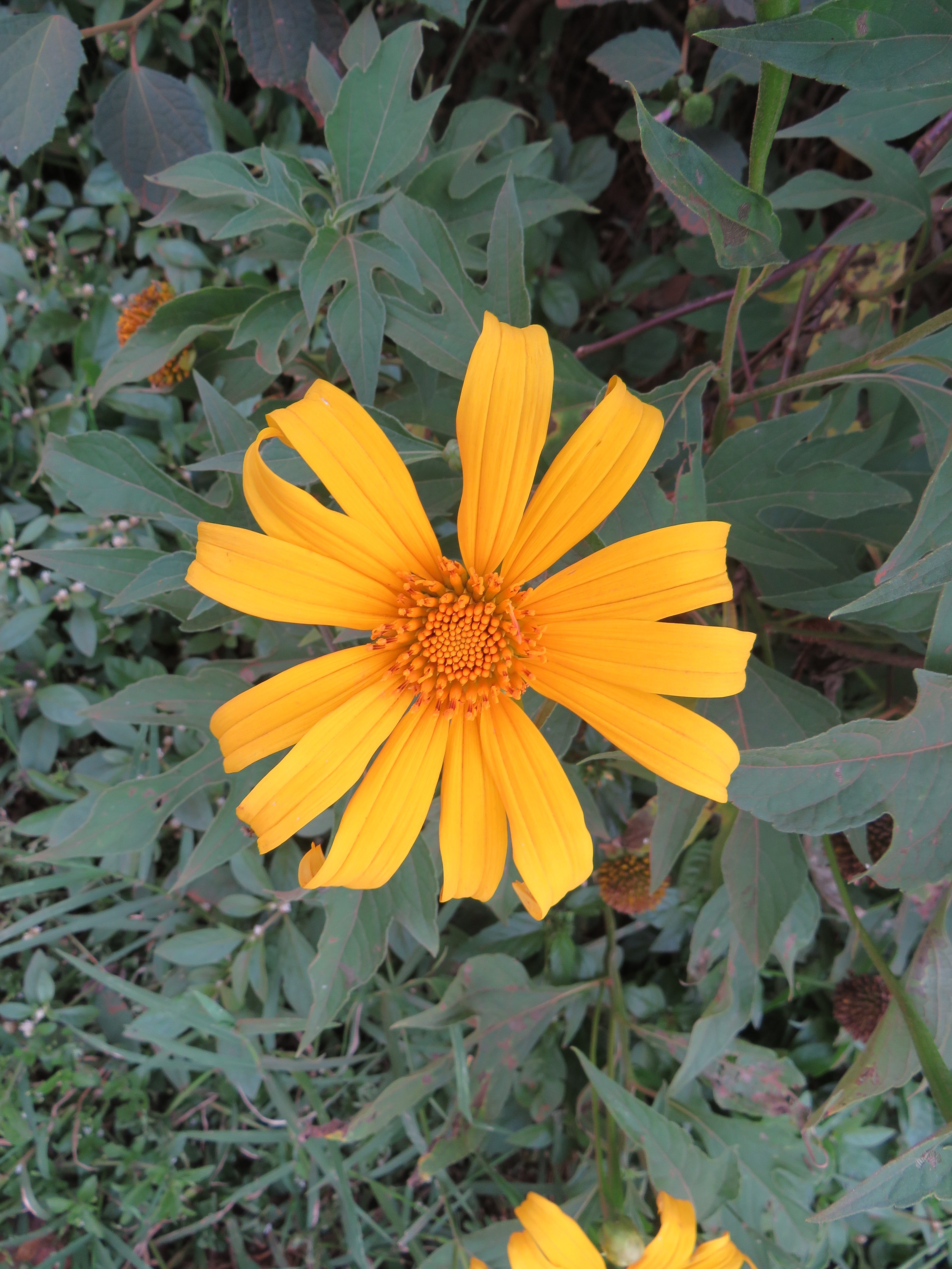 A bright yellow wildflower with long petals and an orange center stands out among dark green leaves and surrounding plants in a shaded natural setting.