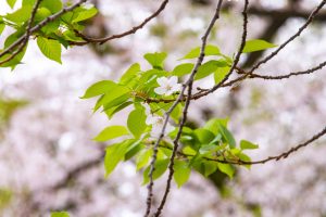 A close-up view of a branch featuring vibrant green leaves and delicate white flowers. The background is softly blurred, creating a dreamy effect with hints of pink blooms, suggesting the presence of cherry blossoms. The overall composition highlights the beauty of spring foliage.

