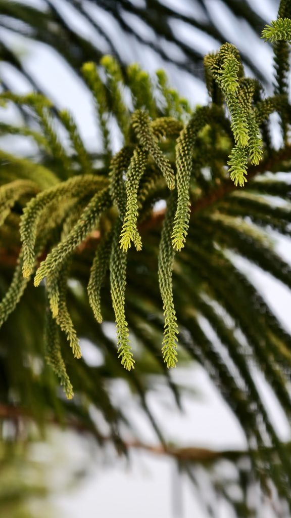 Close up of bright green pine tree branches with soft needles hanging down against a blurred white and green background.