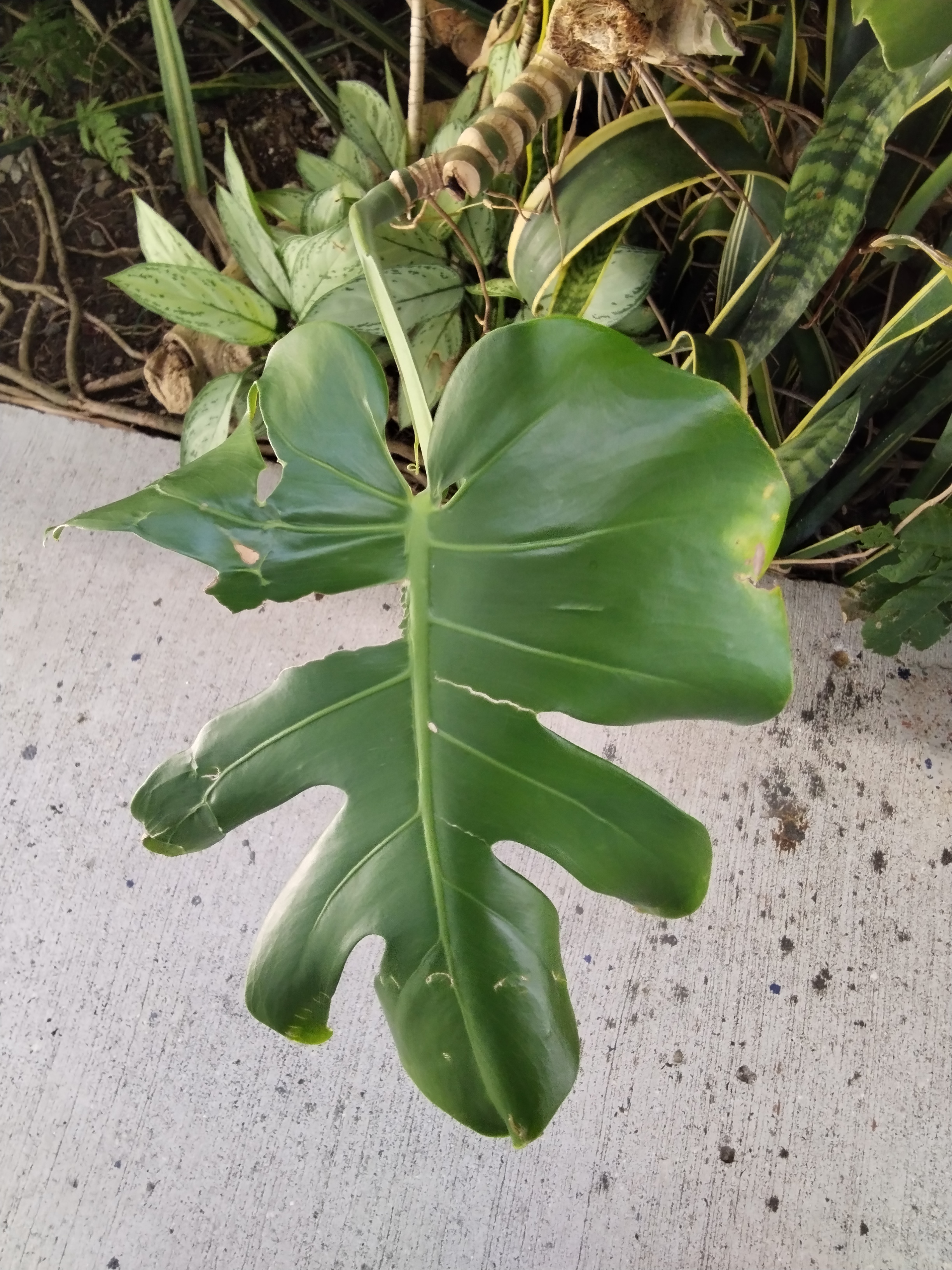 A large, glossy green leaf with distinctive lobes and a split shape lies on a light gray concrete surface.