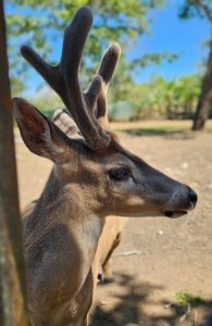 A close-up profile of a young deer with budding antlers, set against a blurred background of trees and blue sky.