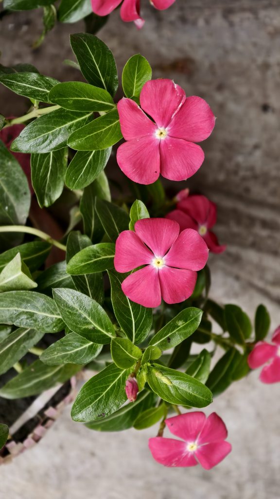 Several vibrant pink periwinkle flowers with five petals each bloom on a plant with glossy green leaves.