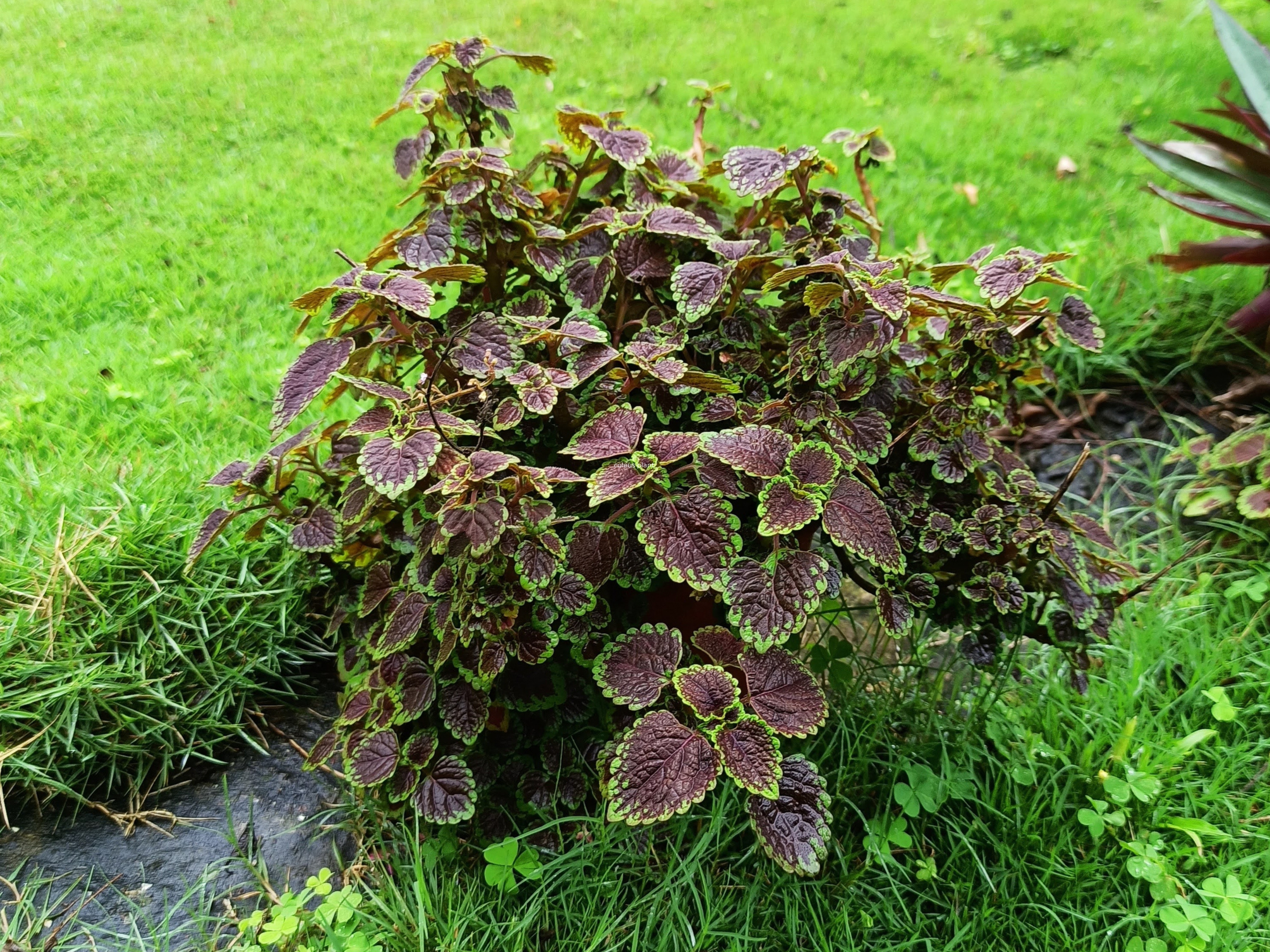 Bushy Coleus with burgundy-purple leaves edged in bright green, forming a dense mound in a lush garden lawn.