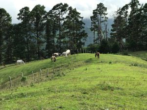A serene landscape featuring several Wild horses grazing on a lush, green hillside. In the background, tall pine trees frame the scene against a cloudy sky. The rolling terrain adds depth to the tranquil rural setting in Salitral, Costa Rica.
