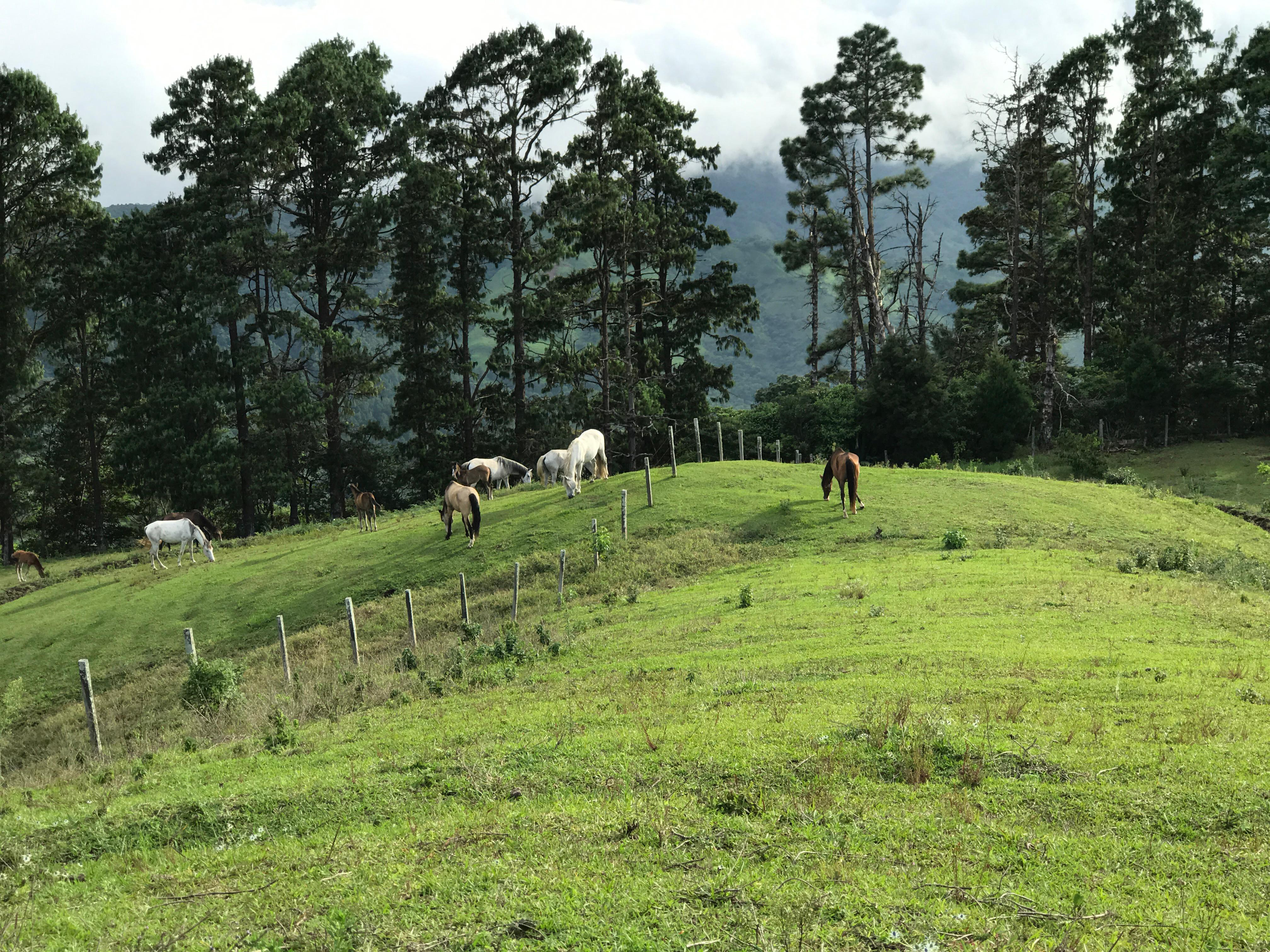 A serene landscape featuring several Wild horses grazing on a lush, green hillside. In the background, tall pine trees frame the scene against a cloudy sky. The rolling terrain adds depth to the tranquil rural setting in Salitral, Costa Rica.