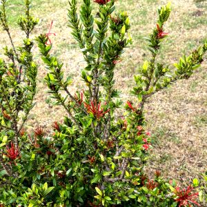 A close-up view of a green bush featuring vibrant red flower buds among its foliage.