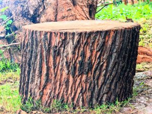 A close-up view of a large tree stump, showcasing its textured, bark-covered surface with deep grooves and ridges.