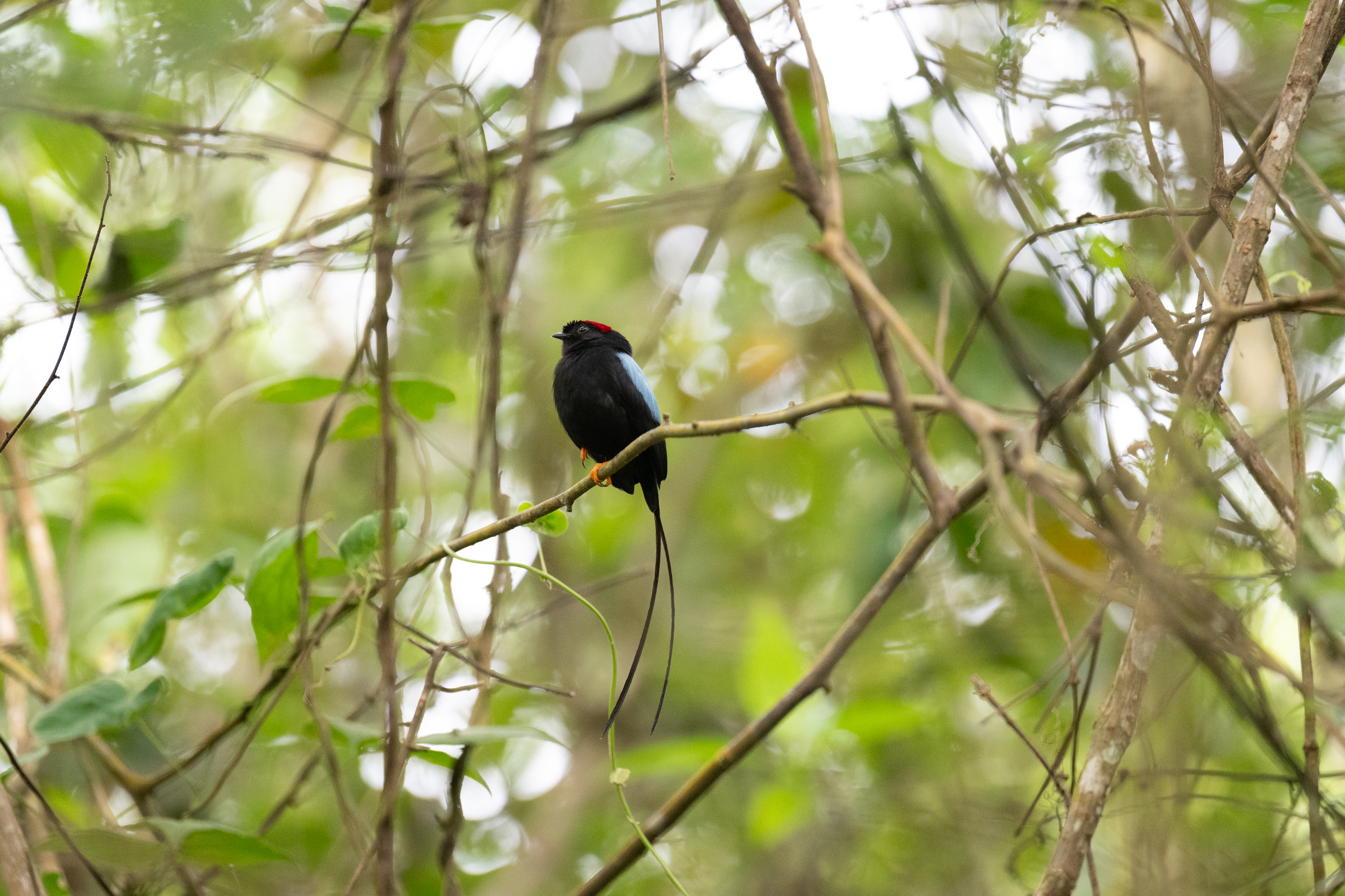 A small black bird with a red crown and blue wing markings is perched on a branch among green foliage.