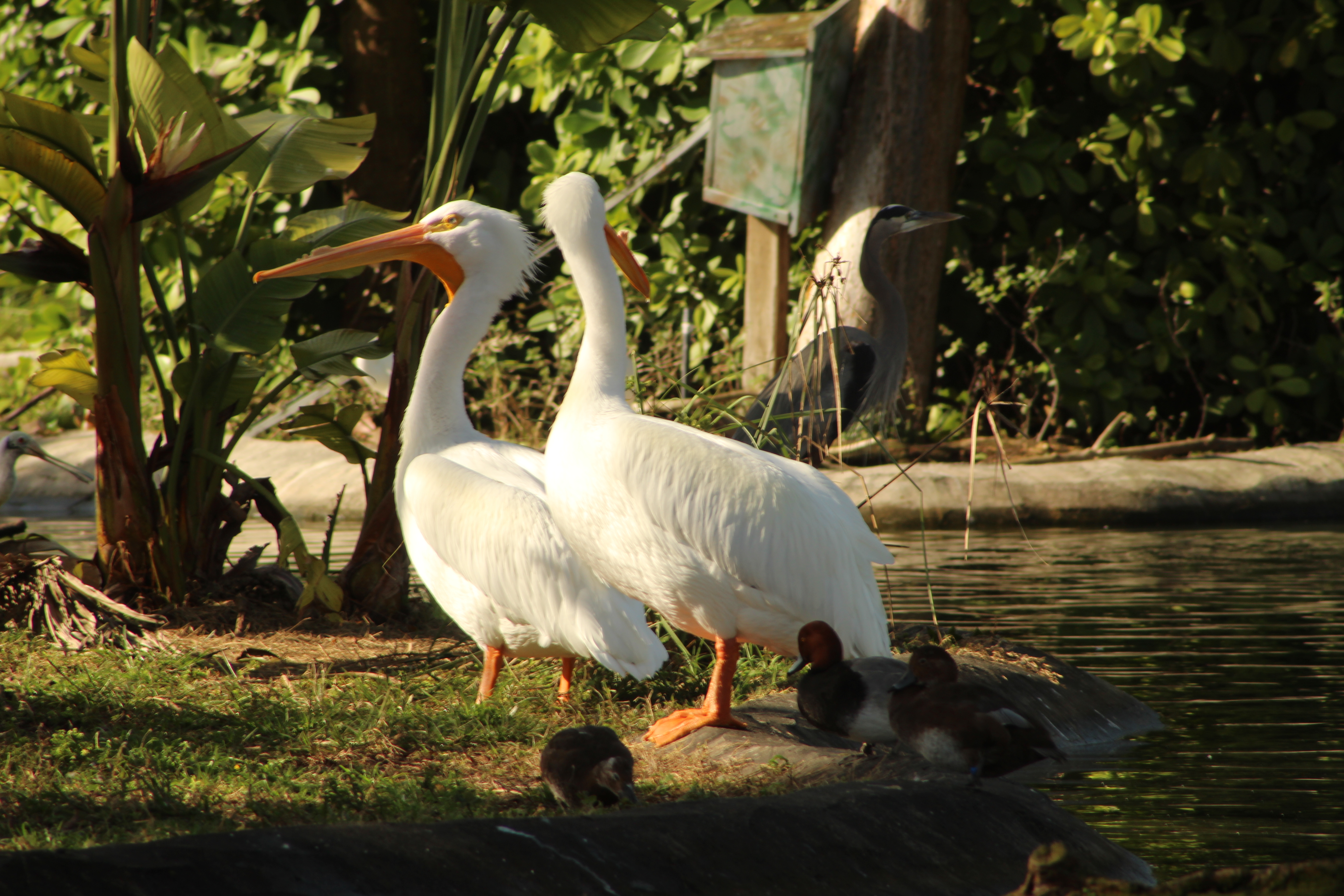 Two white pelicans stand on the grassy bank near a pond, facing each other. In the background, lush green foliage provides a serene setting. A heron can be seen further back, and several ducks are partially visible resting at the water's edge. The lighting is warm, suggesting a sunny day.