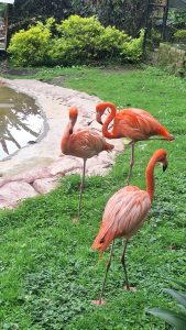 A group of three flamingos, a vivid orange-pink color, stands on a green lawn. They are near the stone edge of a pond. One is in the foreground with its back to the viewer, another in the middle preening one leg, and the third in the background arching its neck. The setting is green, with bushes and a fence in the background.