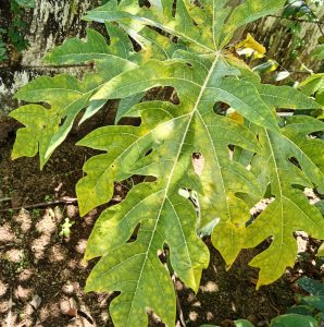 A close-up view of a large, green papaya leaf with a lobed structure and visible veins. The leaf exhibits varying shades of green, with some yellow patches, and is positioned against a natural outdoor background with soil and other greenery. Sunlight casts shadows on the leaf, highlighting its texture.