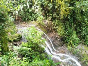 A serene landscape featuring a gently flowing stream surrounded by lush green vegetation
