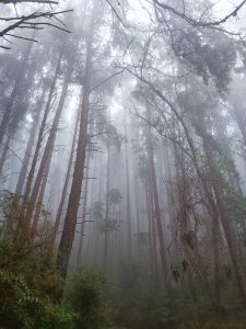 A wide angle shot of a misty coniferous forest. The brush is thick near the ground.