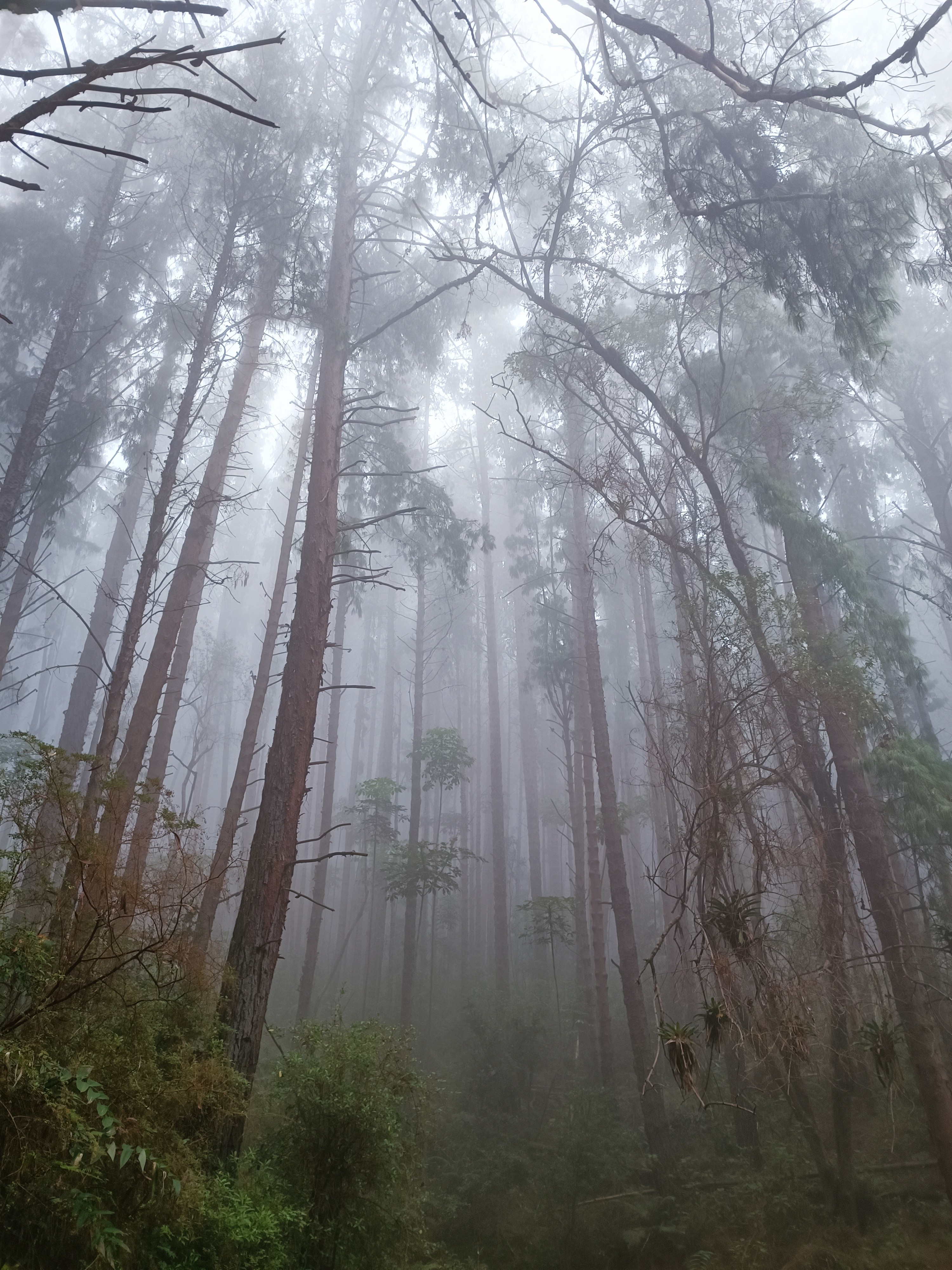 A wide angle shot of a misty coniferous forest. The brush is thick near the ground.
