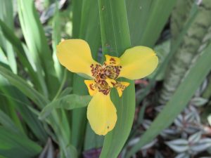 A single yellow walking iris flower is centered against a long, green ribbed leaf. The flower has three large outer petals and a complex center with brown and maroon spotted patterns.