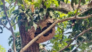 A large wasp nest is suspended from a tree branch, surrounded by green leaves.