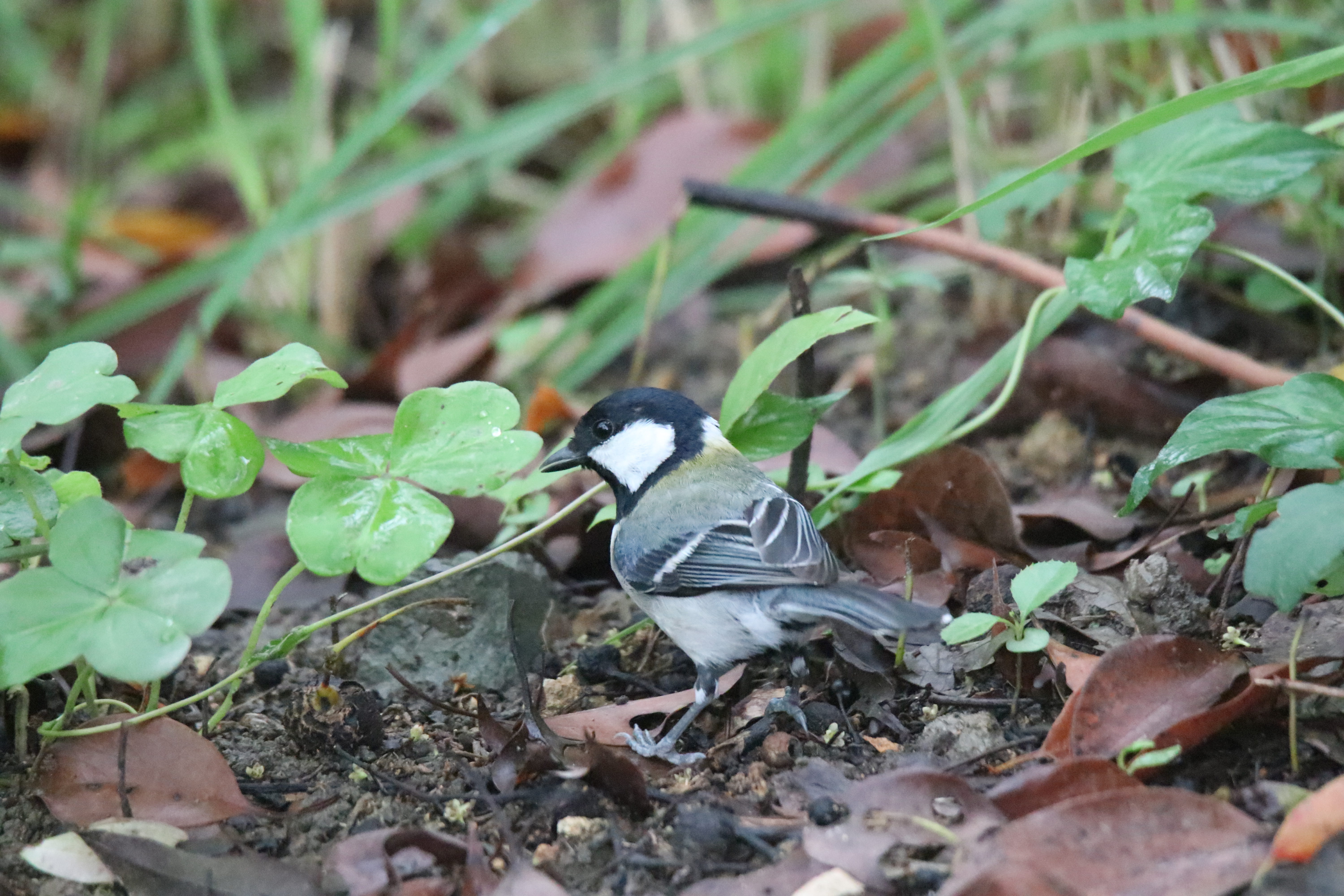 A Cinereous Tit is standing on the ground in a wetland park, surrounded by fallen leaves and lush green plants.