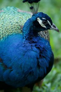 Close-up portrait of a peacock with visible crest, beak, and detailed feathers.