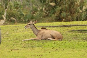 A serene image of a lone antelope resting on a grassy patch, surrounded by lush greenery and plants in the background. The antelope is lying down with its legs tucked beneath it, showcasing its slender body and distinct facial features. The atmosphere appears calm and tranquil, with hints of foliage and trees in the surroundings.