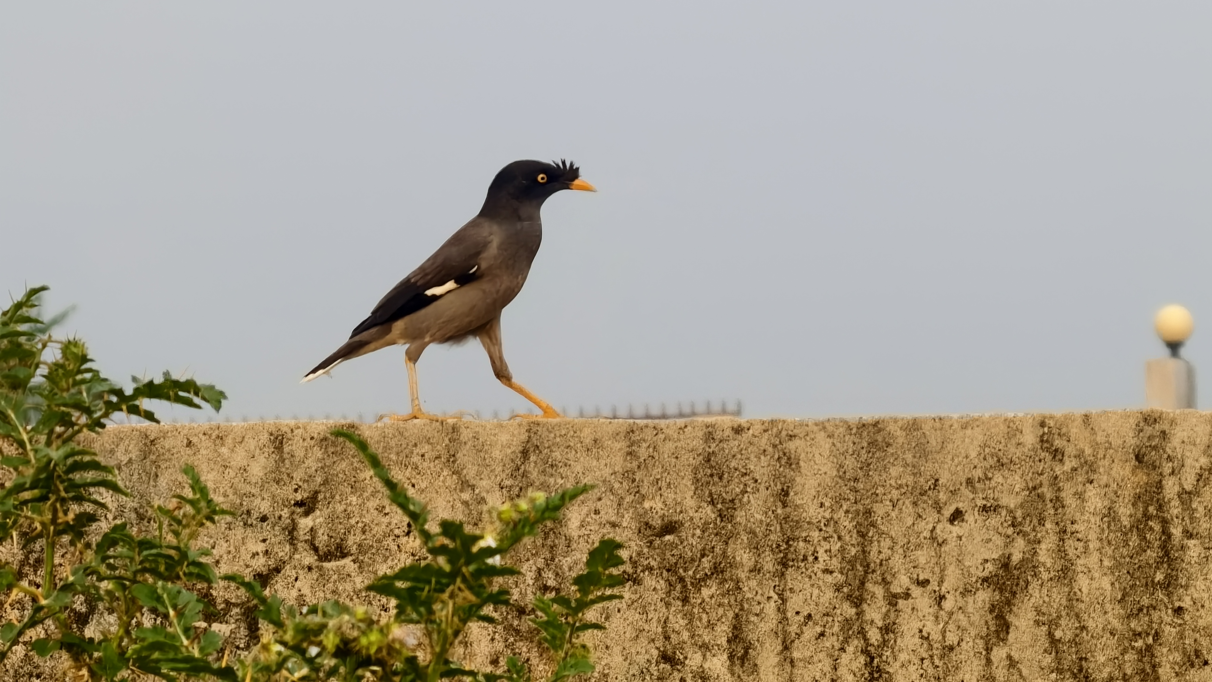 A common myna bird with a black head and brown body walks across a textured concrete wall against a hazy gray sky.