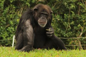 A chimpanzee sitting on the grass holding a leaf at Zoo Miami.