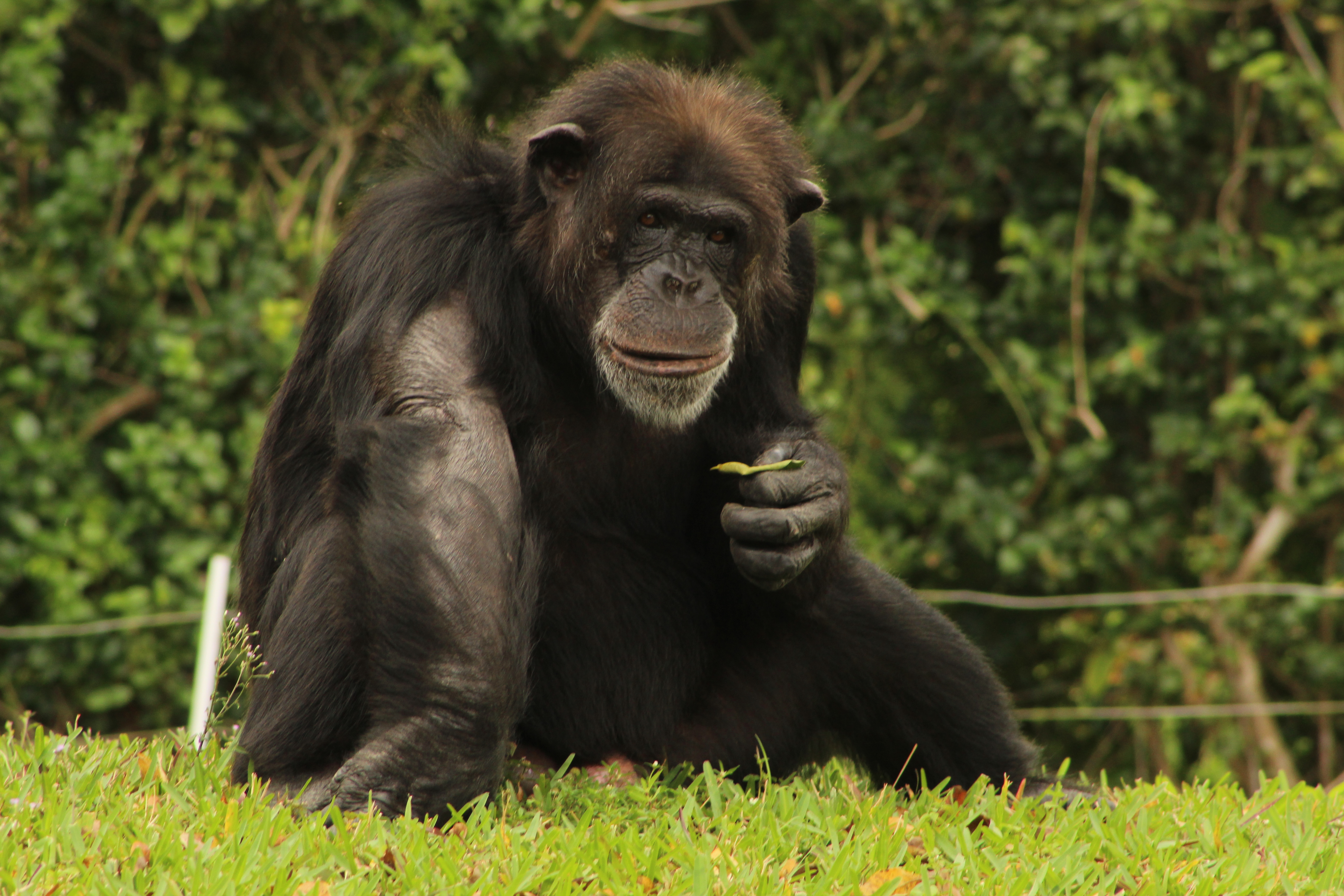 A chimpanzee sitting on the grass holding a leaf at Zoo Miami.