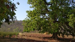 Large green tree on right, field of brown earth with scattered leaves and straw pile, distant hills under blue sky.
