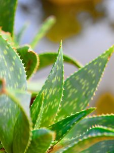 A close-up of an aloe plant with green spotted leaves and small orange-tipped edges. The soft background highlights its texture.
