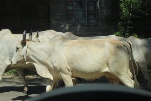 Multiple light-colored cattle, some with horns, walking on a road; viewed from inside a vehicle, with a weathered wooden building and trees in the background.
