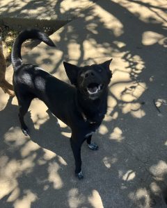A black dog with a glossy coat stands on a sunlit path, looking up with an open mouth and a happy expression.