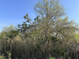 A dense thicket of trees and tall grasses against a clear blue sky. The foliage is bright green, indicating spring or early summer growth, with a mix of leafy trees and shrubs.